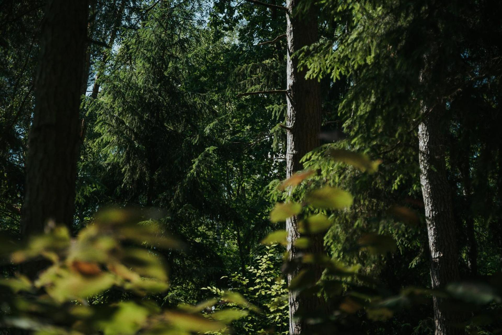 Forest Cabin - 50Min Od Warszawy Wola Polska Extérieur photo